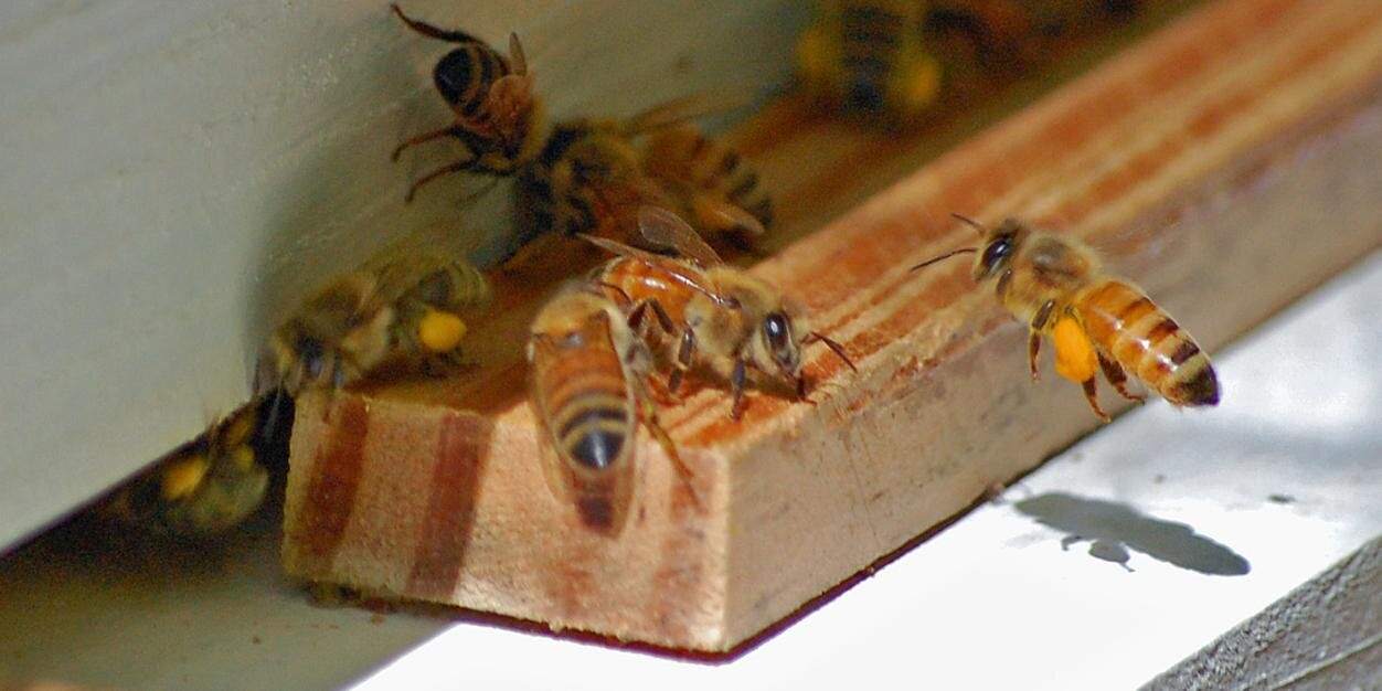 The Carolina Honey Bee Company - Carolina Bee Supply LLC farm stand