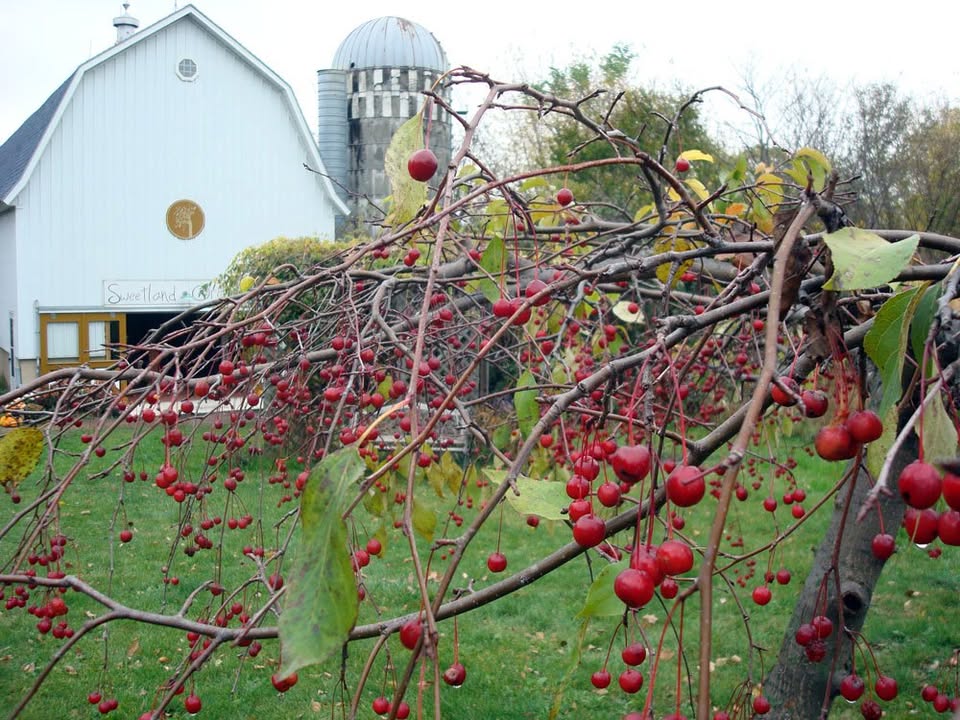 Sweetland Orchard farm stand