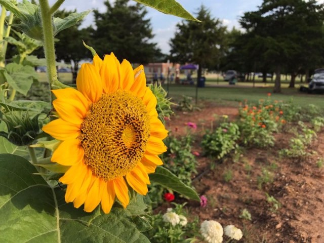 Wildhorse Gardens & Market farmers market